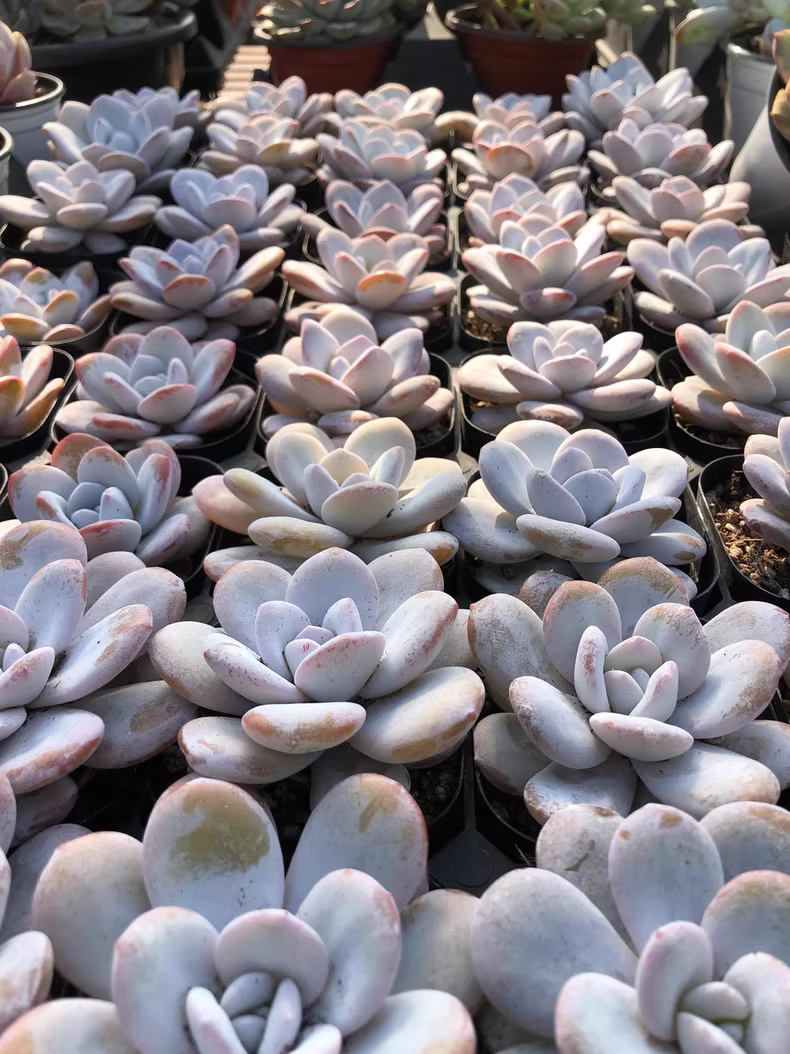 6cm 1PCS Succulent Live Plants Echeveria laui Moran Beautiful Rare Gareden Succulent