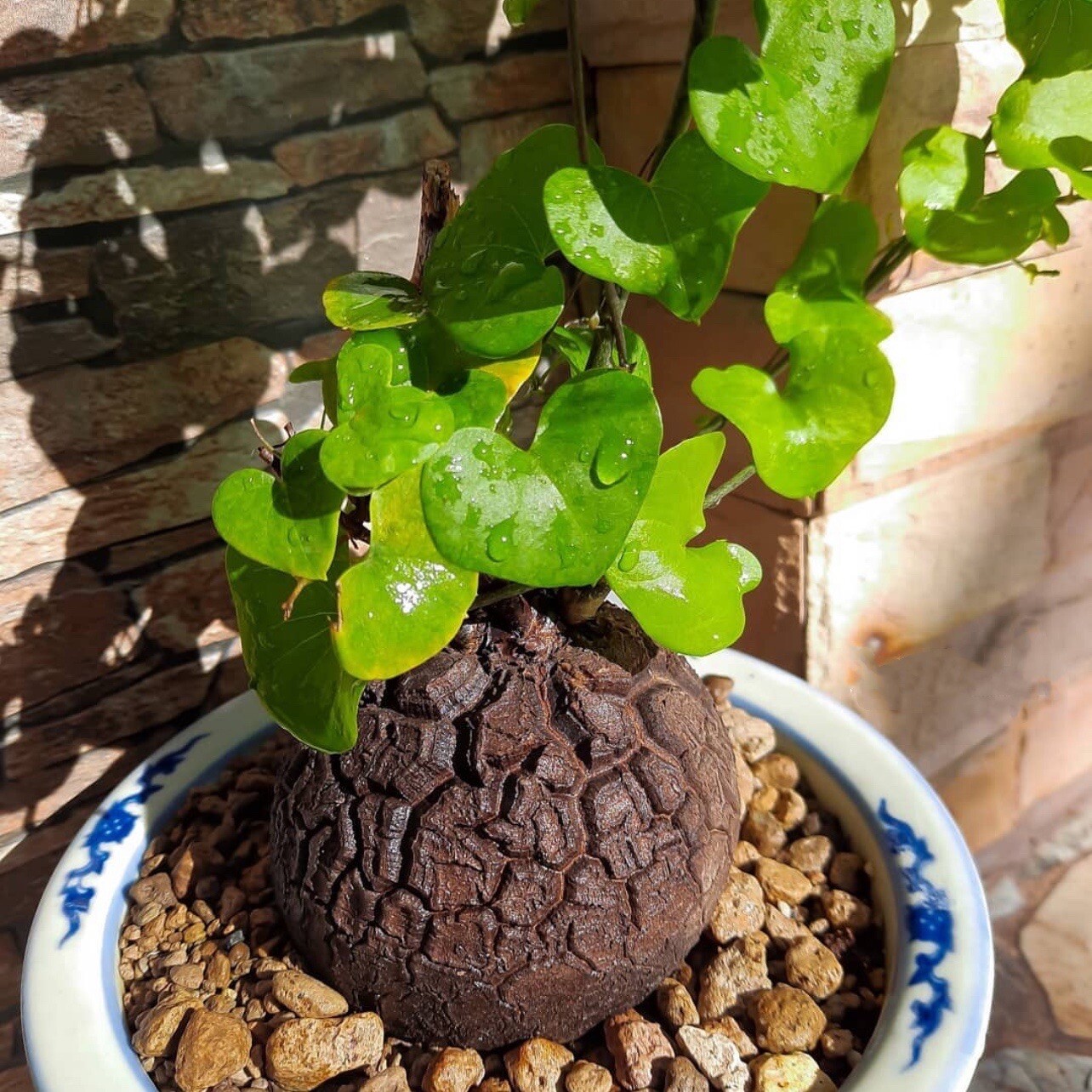4-5CM Seedling Cactus Live Plants Dioscorea Elephantipes Beautiful Rare root tuber succulent plants