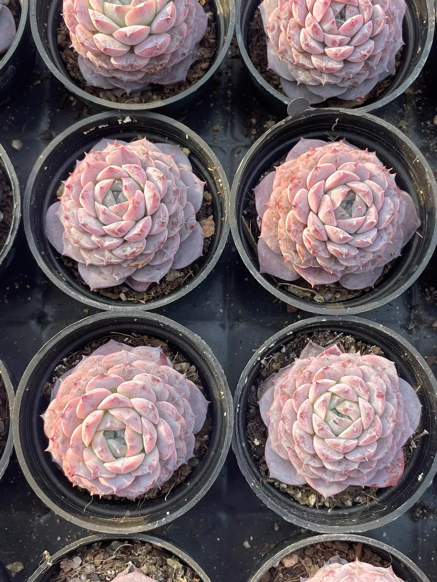 4-5cm 1PCS Seedling Succulent Plants Echeveria Amazing Grace Beautiful Rare Gareden Succulent