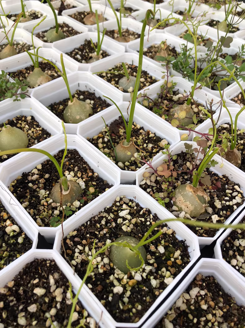 2cm 1PCS Seedling Succulent Live Plants Bowiea volubilis Beautiful Rare Gareden bulb Cactus Plants