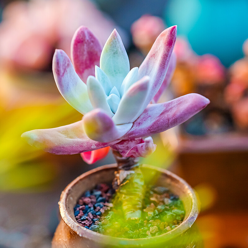 5-6cm 1PCS Seedling Succulent Live Plants Dudleya Caespitosa Beautiful Rare Garden succulent plants