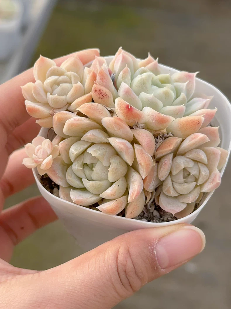 6-7cm 1PCS Succulent Liave Plants Echeveria White Moon group Beautiful Rare Gareden Succulent