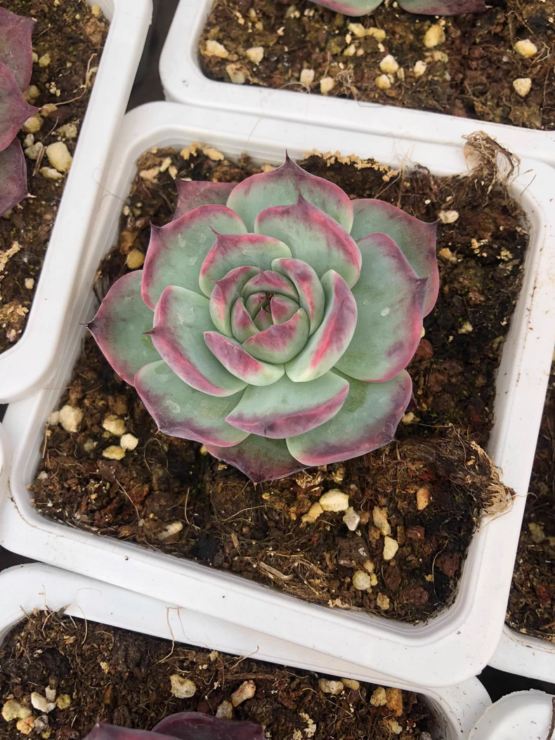 5cm 1PCS Seedling Succulent Live Plants Cotyledon Oophylla Beautiful Rare Gareden Succulent