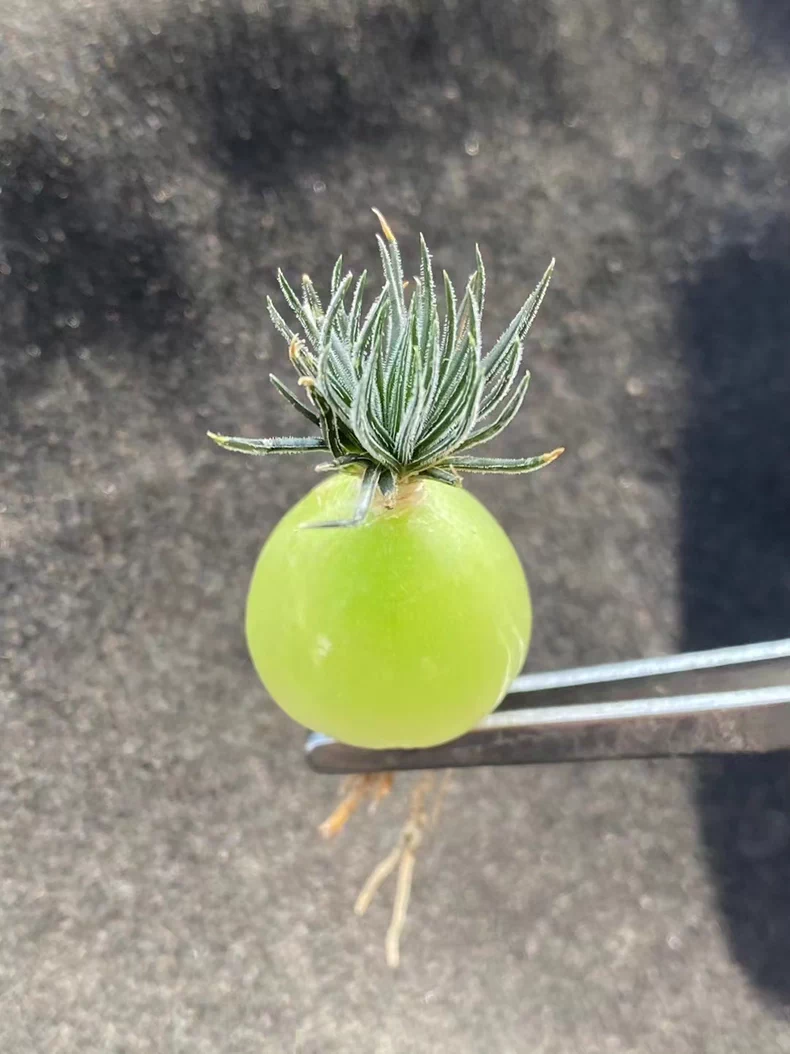 1.5cm 1PCS Seedling Succulent Live Plants Ornithogalum sardienii Beautiful Rare Gareden bulb Succulent Plants