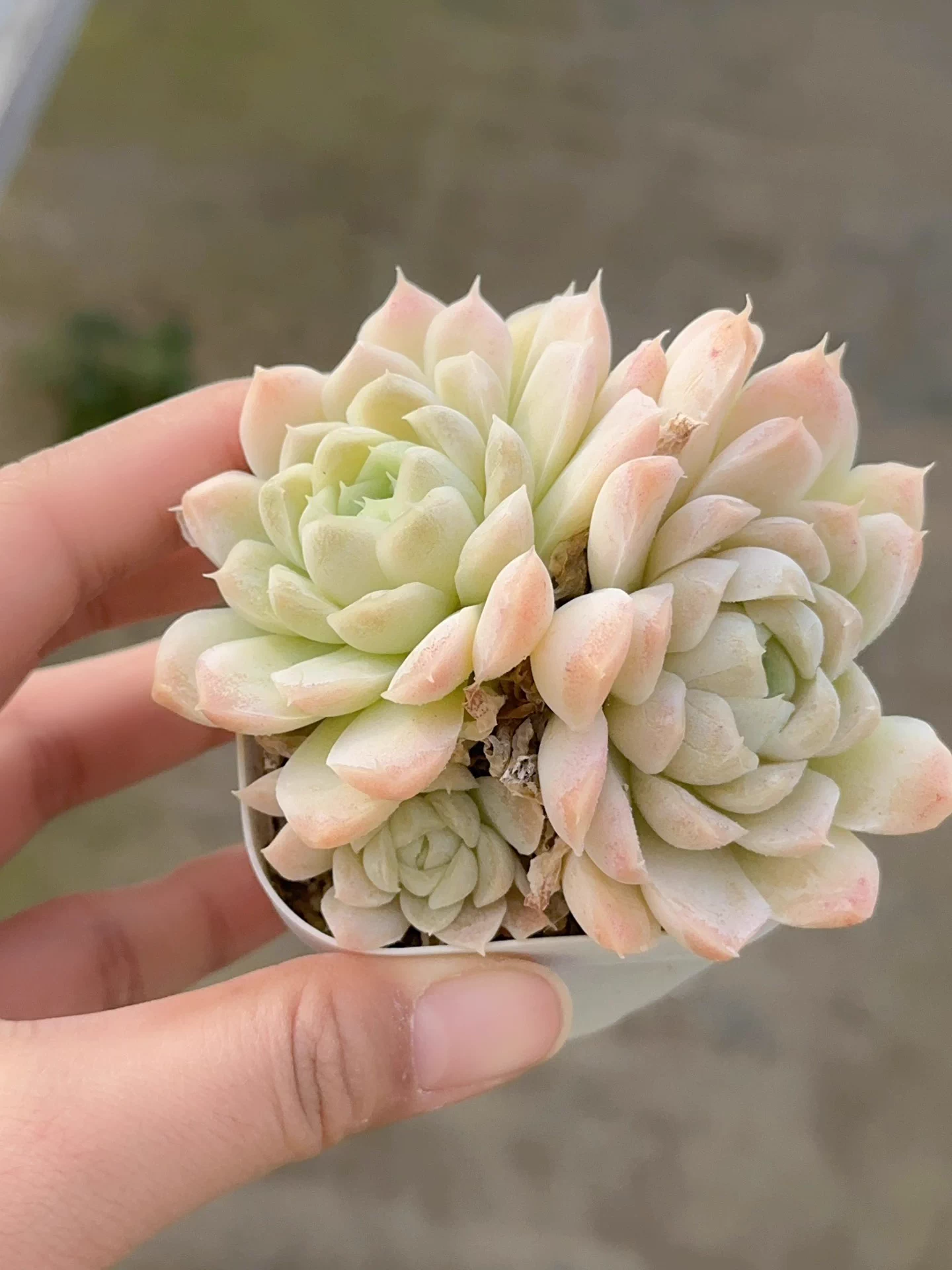 6-7cm 1PCS Succulent Liave Plants Echeveria White Moon group Beautiful Rare Gareden Succulent