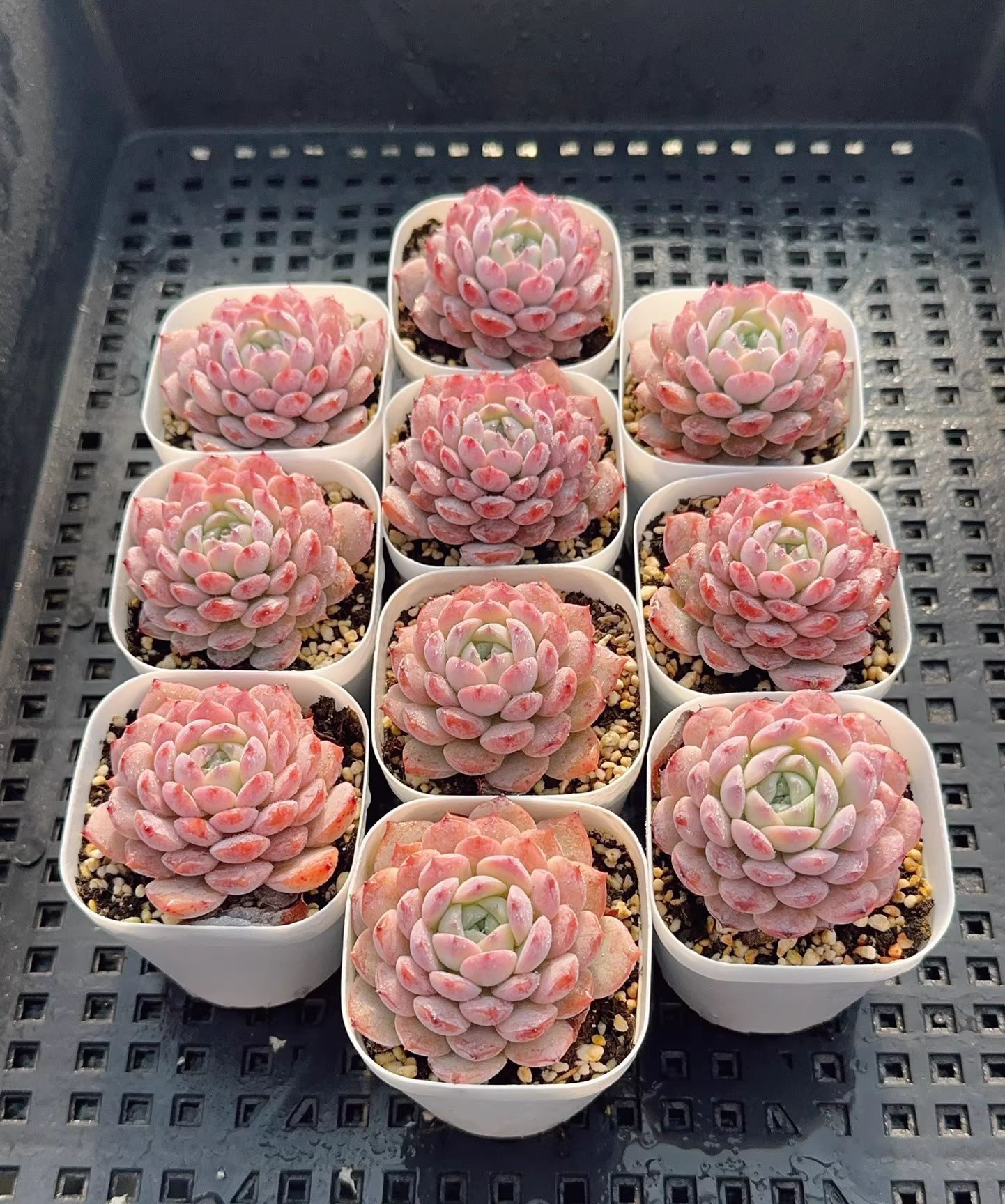 4-5cm 1PCS Seedling Succulent Plants Echeveria Amazing Grace Beautiful Rare Gareden Succulent