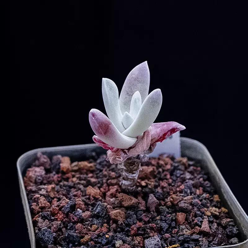 5-6cm 1PCS Seedling Succulent Live Plants Dudleya Caespitosa Beautiful Rare Garden succulent plants