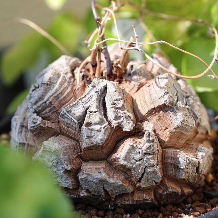 4-5CM Seedling Cactus Live Plants Dioscorea Elephantipes Beautiful Rare root tuber succulent plants