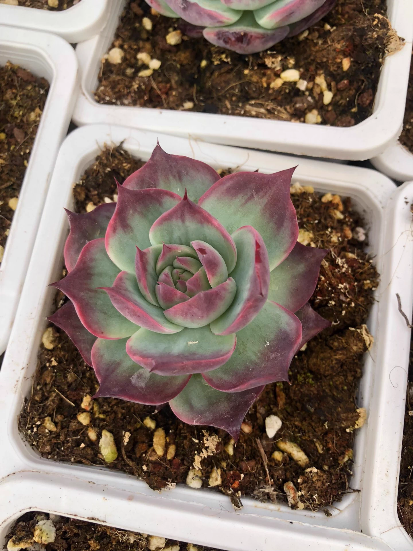 5cm 1PCS Seedling Succulent Live Plants Cotyledon Oophylla Beautiful Rare Gareden Succulent