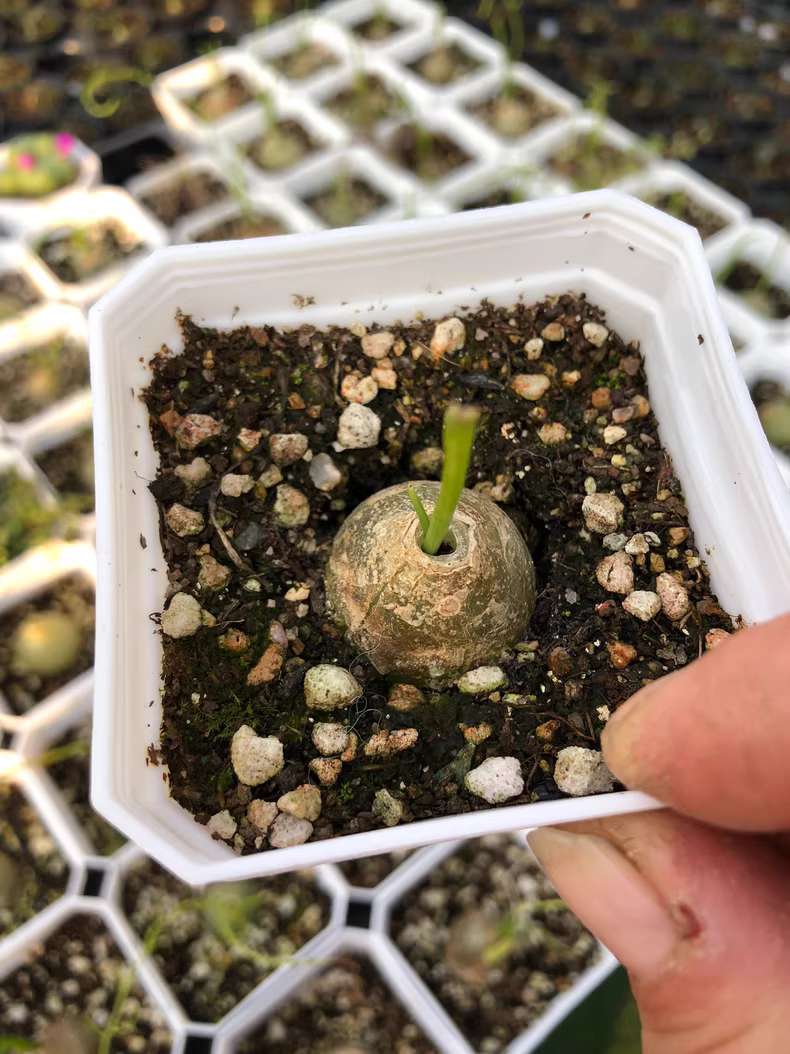 2cm 1PCS Seedling Succulent Live Plants Bowiea volubilis Beautiful Rare Gareden bulb Cactus Plants