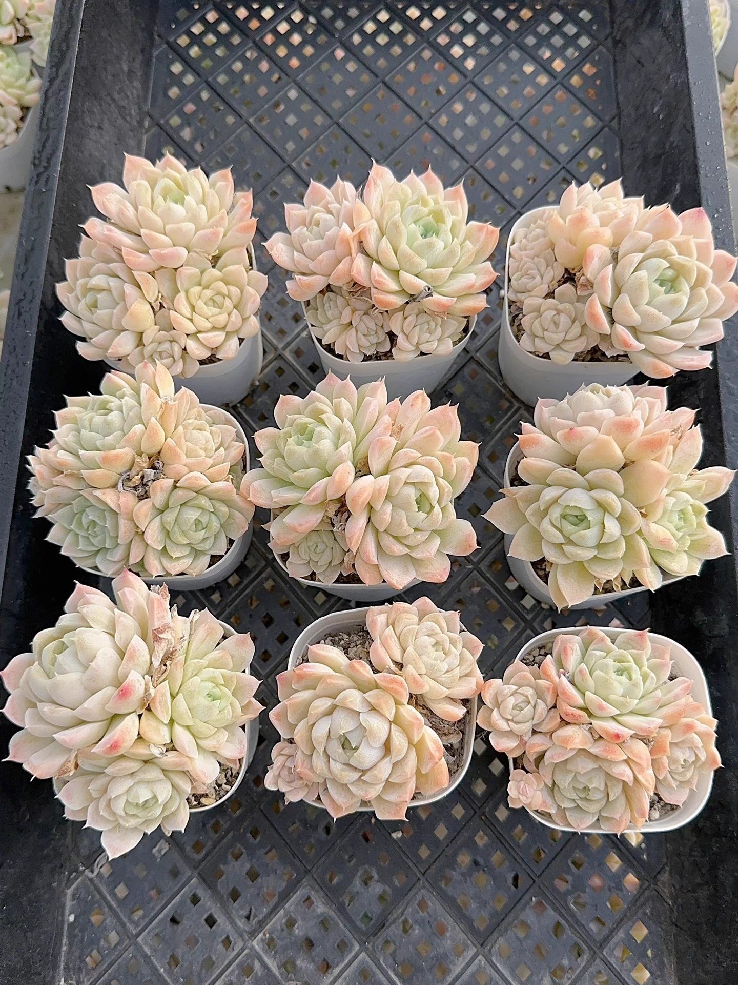 6-7cm 1PCS Succulent Liave Plants Echeveria White Moon group Beautiful Rare Gareden Succulent
