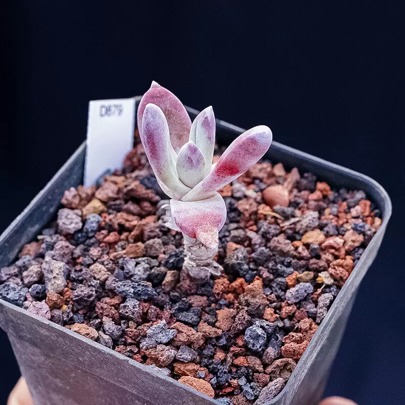 5-6cm 1PCS Seedling Succulent Live Plants Dudleya Caespitosa Beautiful Rare Garden succulent plants