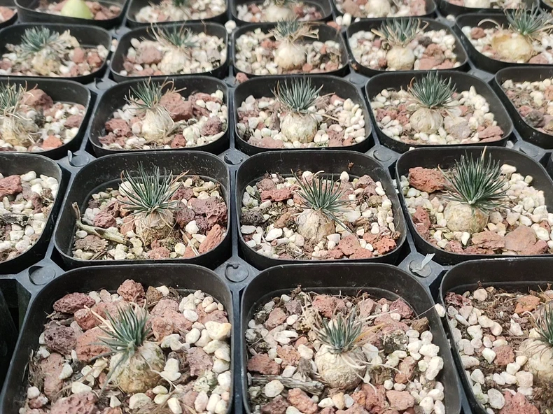 1.5cm 1PCS Seedling Succulent Live Plants Ornithogalum sardienii Beautiful Rare Gareden bulb Succulent Plants