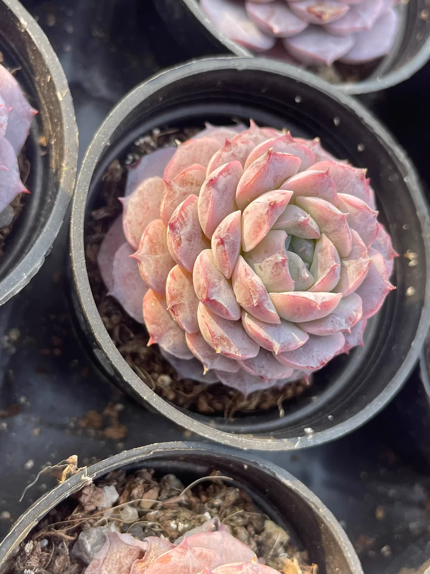 4-5cm 1PCS Seedling Succulent Plants Echeveria Amazing Grace Beautiful Rare Gareden Succulent