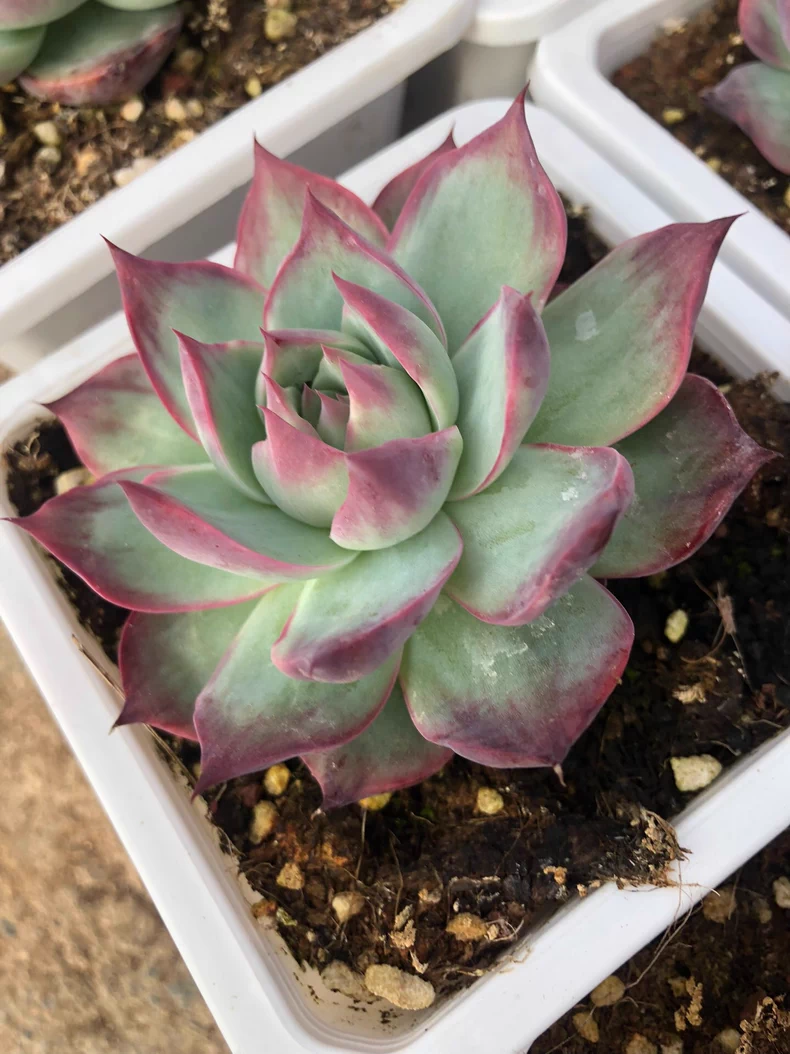 5cm 1PCS Seedling Succulent Live Plants Cotyledon Oophylla Beautiful Rare Gareden Succulent