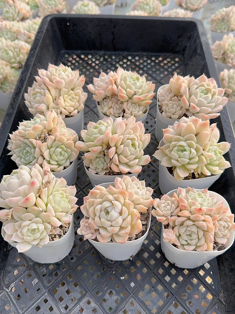 6-7cm 1PCS Succulent Liave Plants Echeveria White Moon group Beautiful Rare Gareden Succulent