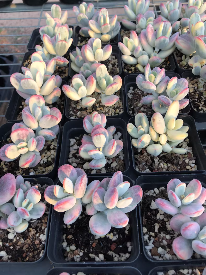 7cm 1PCS Double-headed Succulent Plants Cotyledon Oophylla Beautiful Rare Gareden Succulent