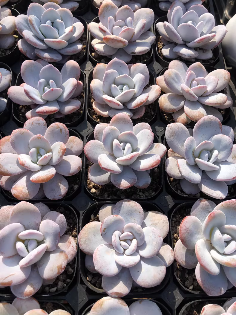 6cm 1PCS Succulent Live Plants Echeveria laui Moran Beautiful Rare Gareden Succulent