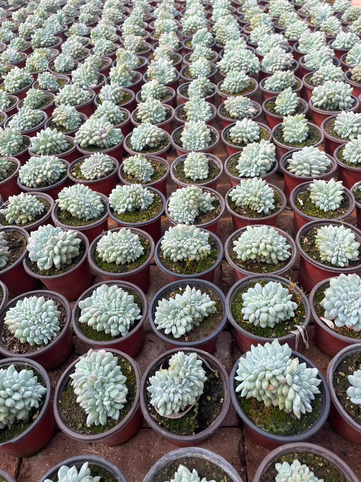 6-7cm 1PCS Succulent Live Plants Echeveria Monroe Cristata Beautiful Rare Gareden Succulent