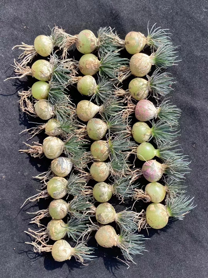 1.5cm 1PCS Seedling Succulent Live Plants Ornithogalum sardienii Beautiful Rare Gareden bulb Succulent Plants