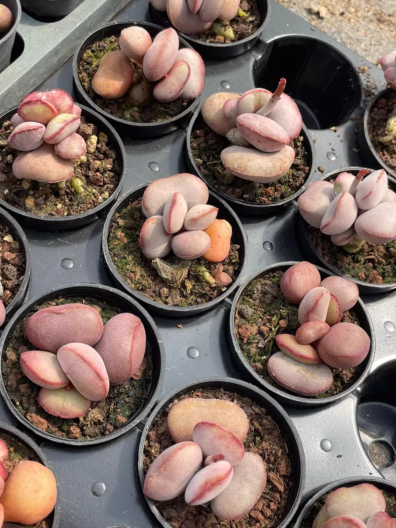 4.5cm 1PCS Succulent Live Plants Adromischus marianae Beautiful Rare Gareden Succulent Plants