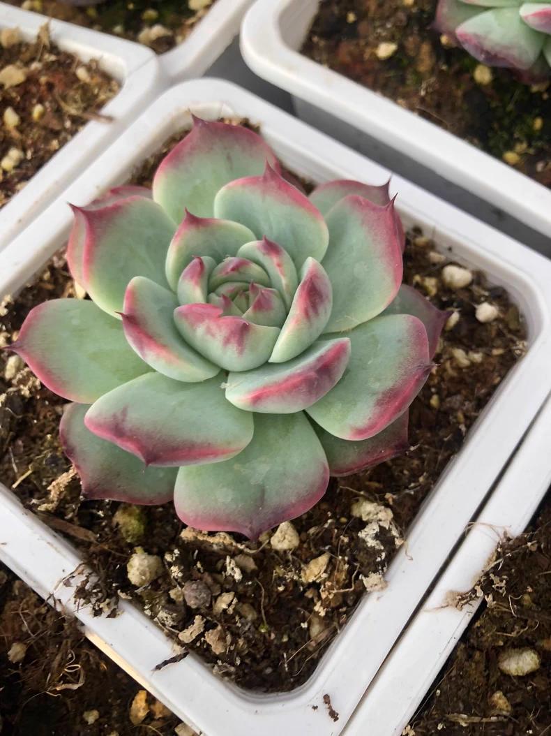 5cm 1PCS Seedling Succulent Live Plants Cotyledon Oophylla Beautiful Rare Gareden Succulent