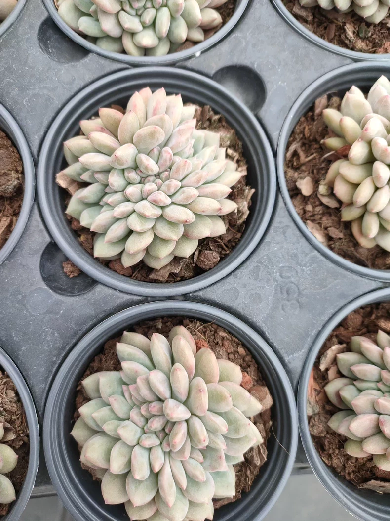 7cm 1PCS  Succulent Live Plants Echeveria 'Ariel cristata' Beautiful Rare Gareden Succulent