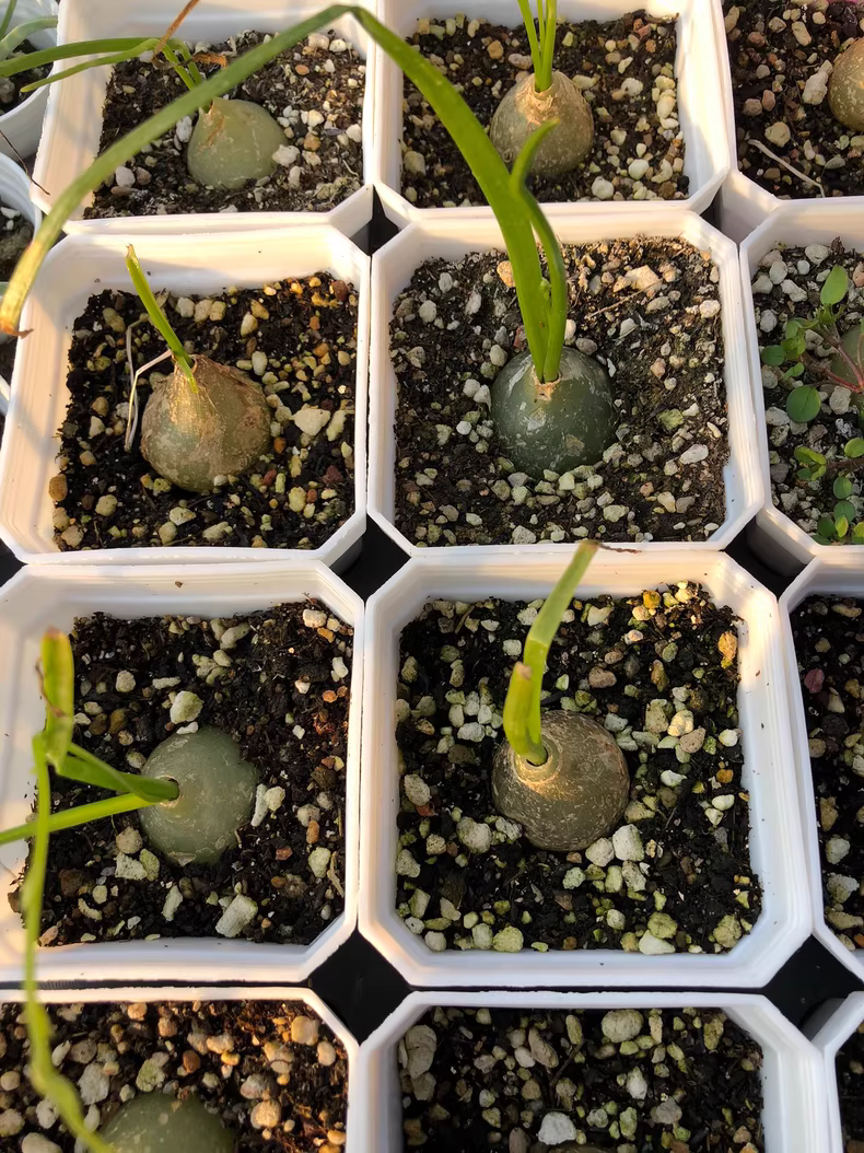 2cm 1PCS Seedling Succulent Live Plants Bowiea volubilis Beautiful Rare Gareden bulb Cactus Plants