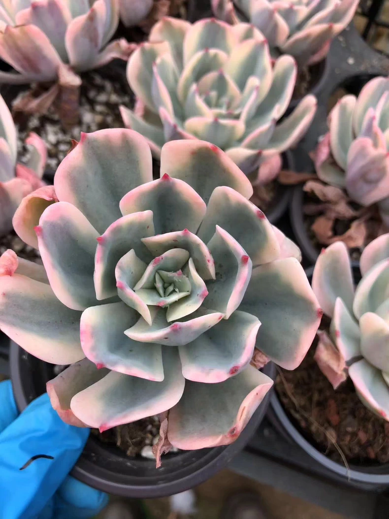 7cm 1PCS Succulent Plants Echeveria Imbricata variegata Beautiful Rare Gareden Succulent