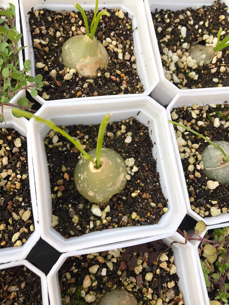 2cm 1PCS Seedling Succulent Live Plants Bowiea volubilis Beautiful Rare Gareden bulb Cactus Plants