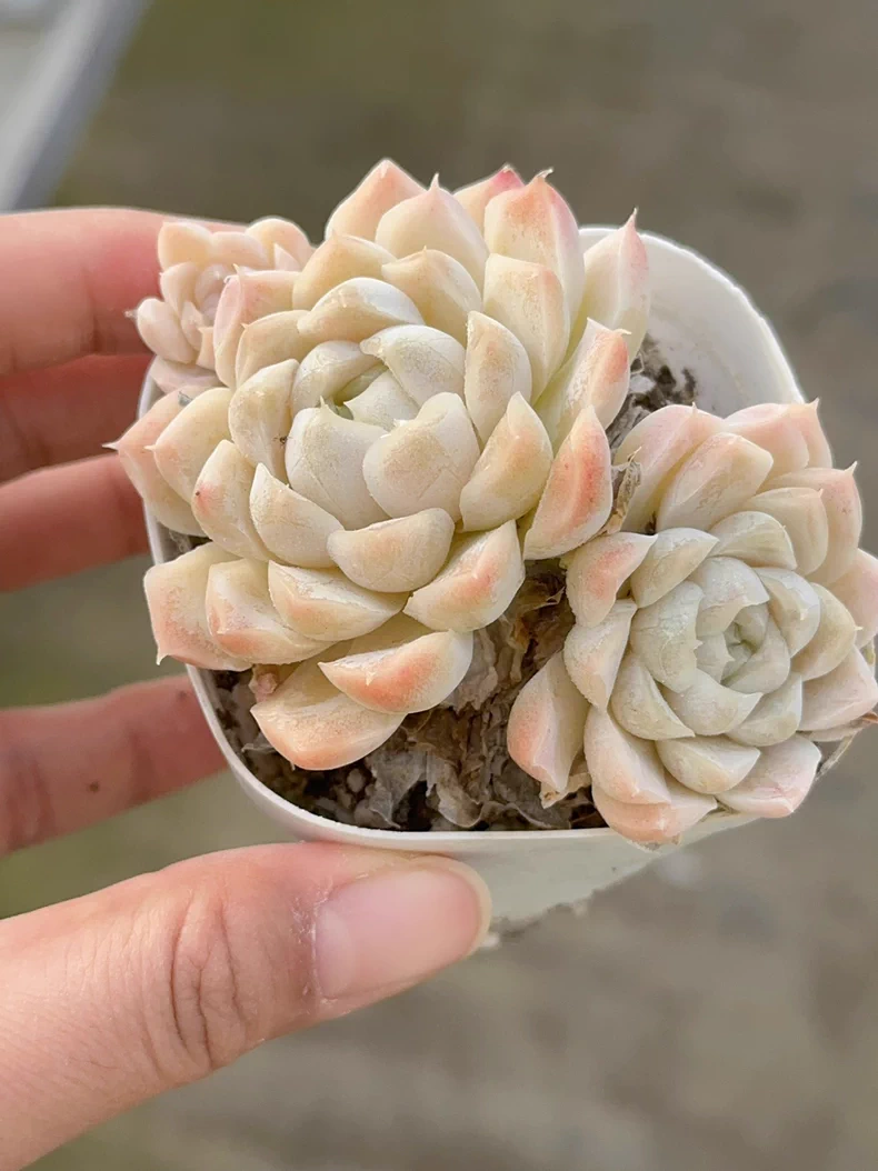 6-7cm 1PCS Succulent Liave Plants Echeveria White Moon group Beautiful Rare Gareden Succulent