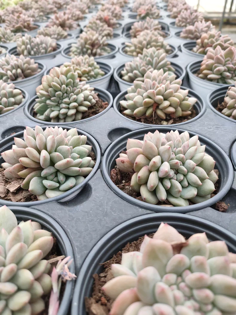 7cm 1PCS  Succulent Live Plants Echeveria 'Ariel cristata' Beautiful Rare Gareden Succulent