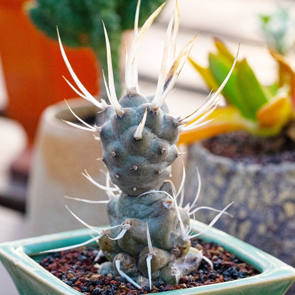 5-7cm Seedling Cactus Live Plants Opuntia articulata Beautiful Cactus Rare Garden Succulent plants