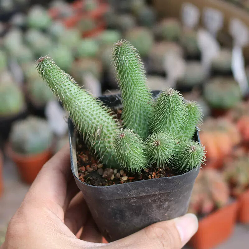 4-6CM 1PCS Seedling Cactus Live Plants Huernia pillansii Beautiful Rare Garden succulent plants