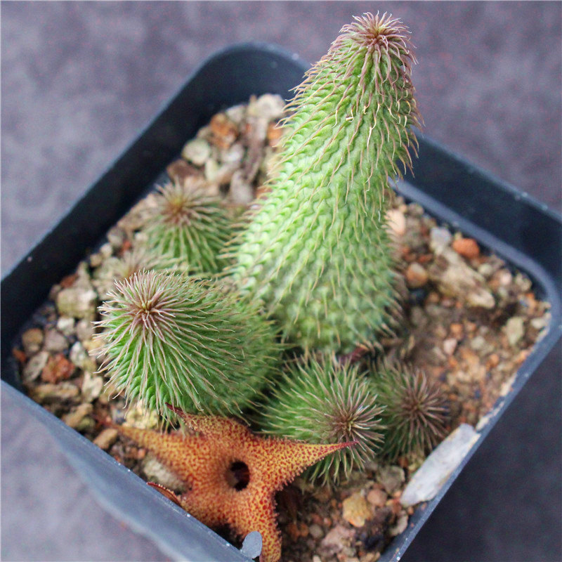 4-6CM 1PCS Seedling Cactus Live Plants Huernia pillansii Beautiful Rare Garden succulent plants