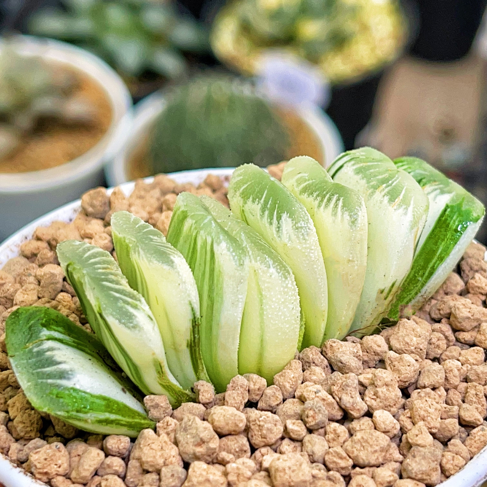 6CM 1PCS Seedling Cactus Live Plant Haworthia Truncata Schönland Variegata Beautiful Rare Succulent plants