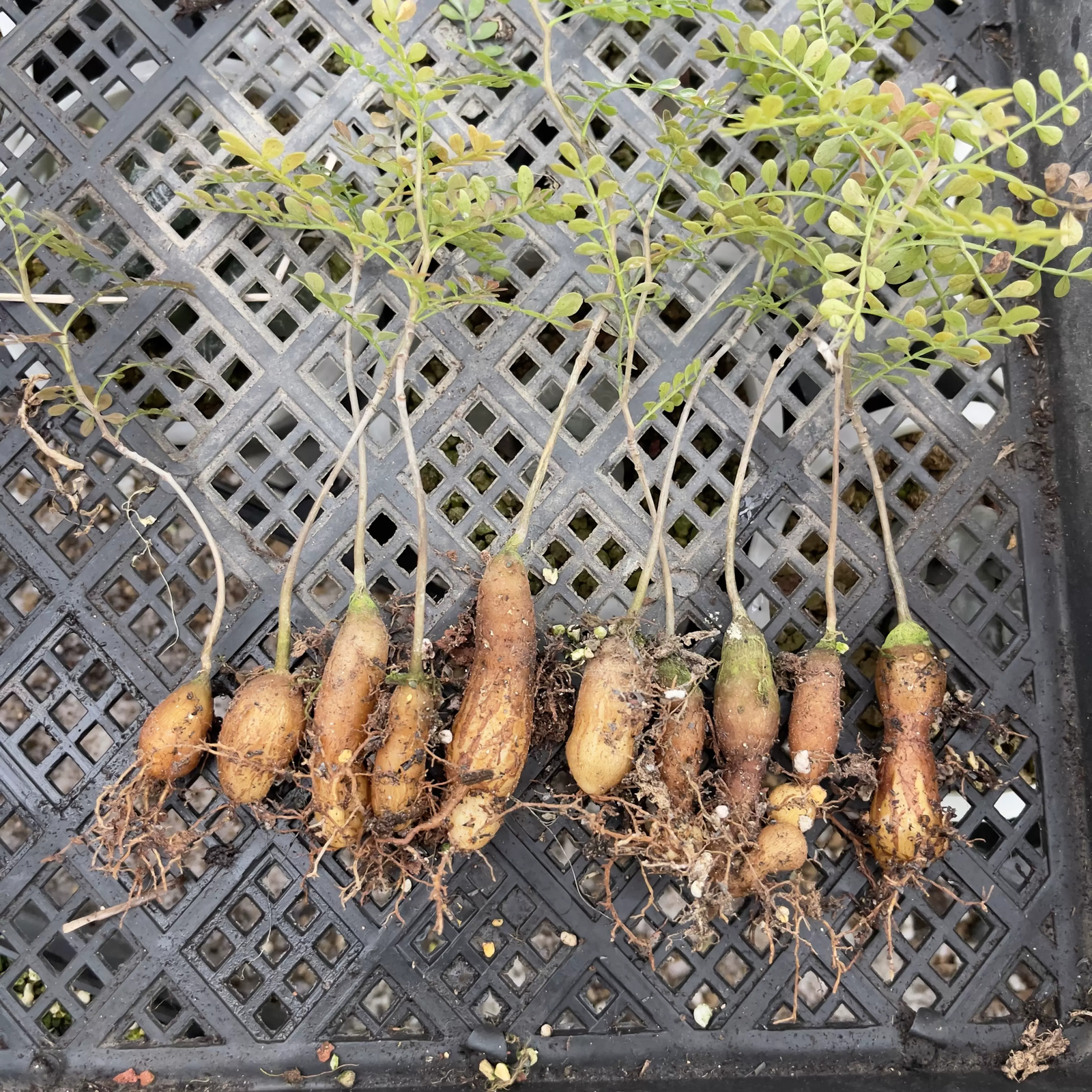 2cm 1PCS Seedling Cactus Live Plants Operculicarya pachypus Beautiful Rare Garden Tuber succulent plant