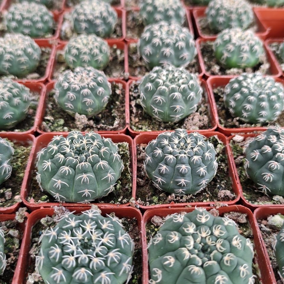 3-4cm Seedling Cactus Live Plants Gymnocalycium quehlianum Beautiful Cactus Garden succulent plants