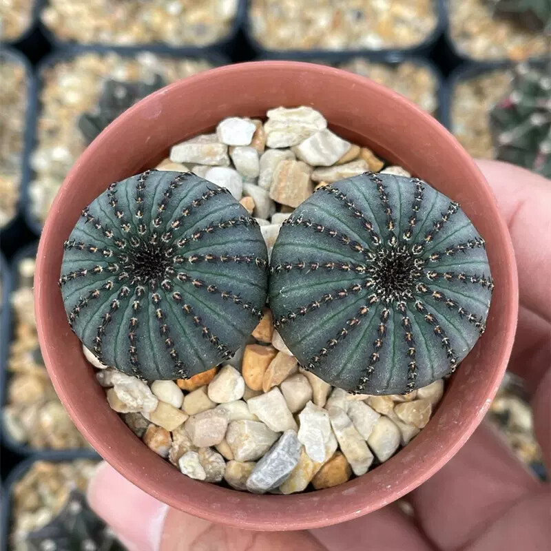 3CM 3PCS Seedling Cactus Live Plants Frailea asterioides Beautiful Garden Rare Succulent plants