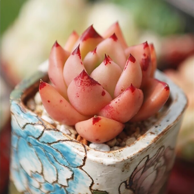 4cm Seedling Succulent Live Plants Echeveria 'Honey pink' Garden Succulent Rare Succulent