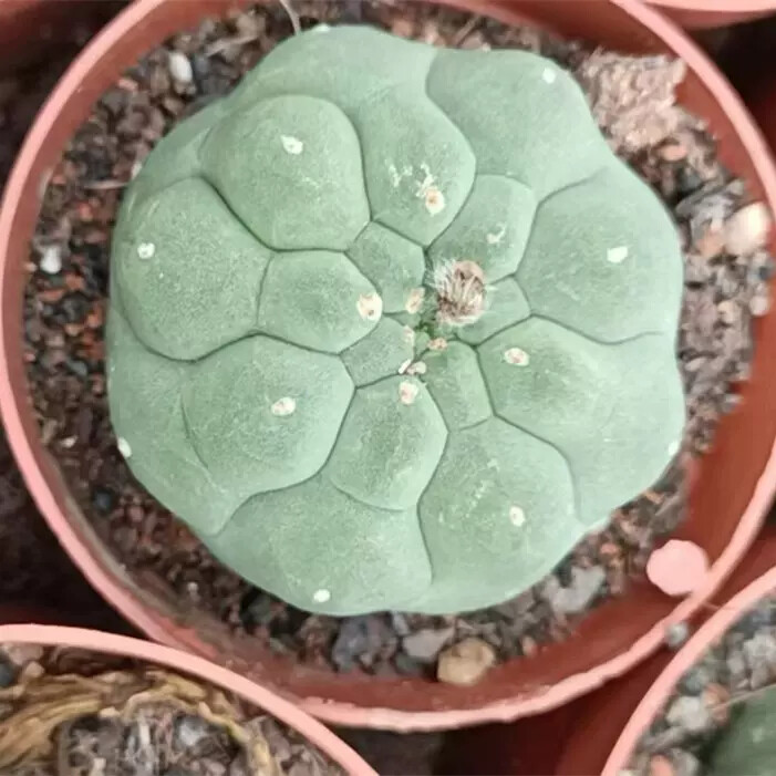 4cm Seedling Cactus Live Plants Matucana madisoniorum Beautiful Rare outdoor Garden Cactus