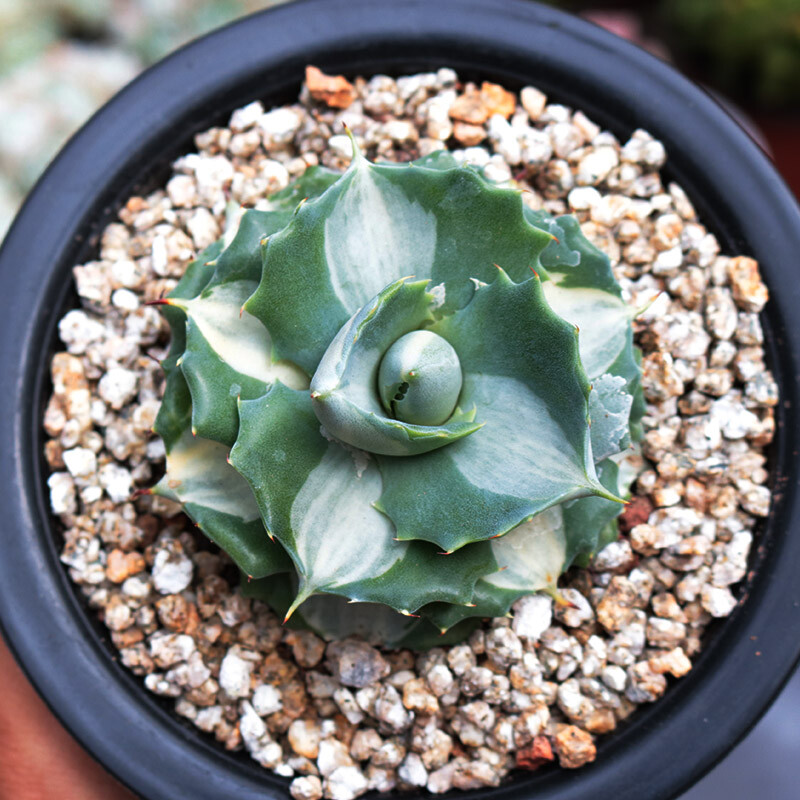 5-6cm 1PCS Seedling Cactus Live Plants Agave Isthmensis Mediopicta Alba Beautiful Rare succulent plant