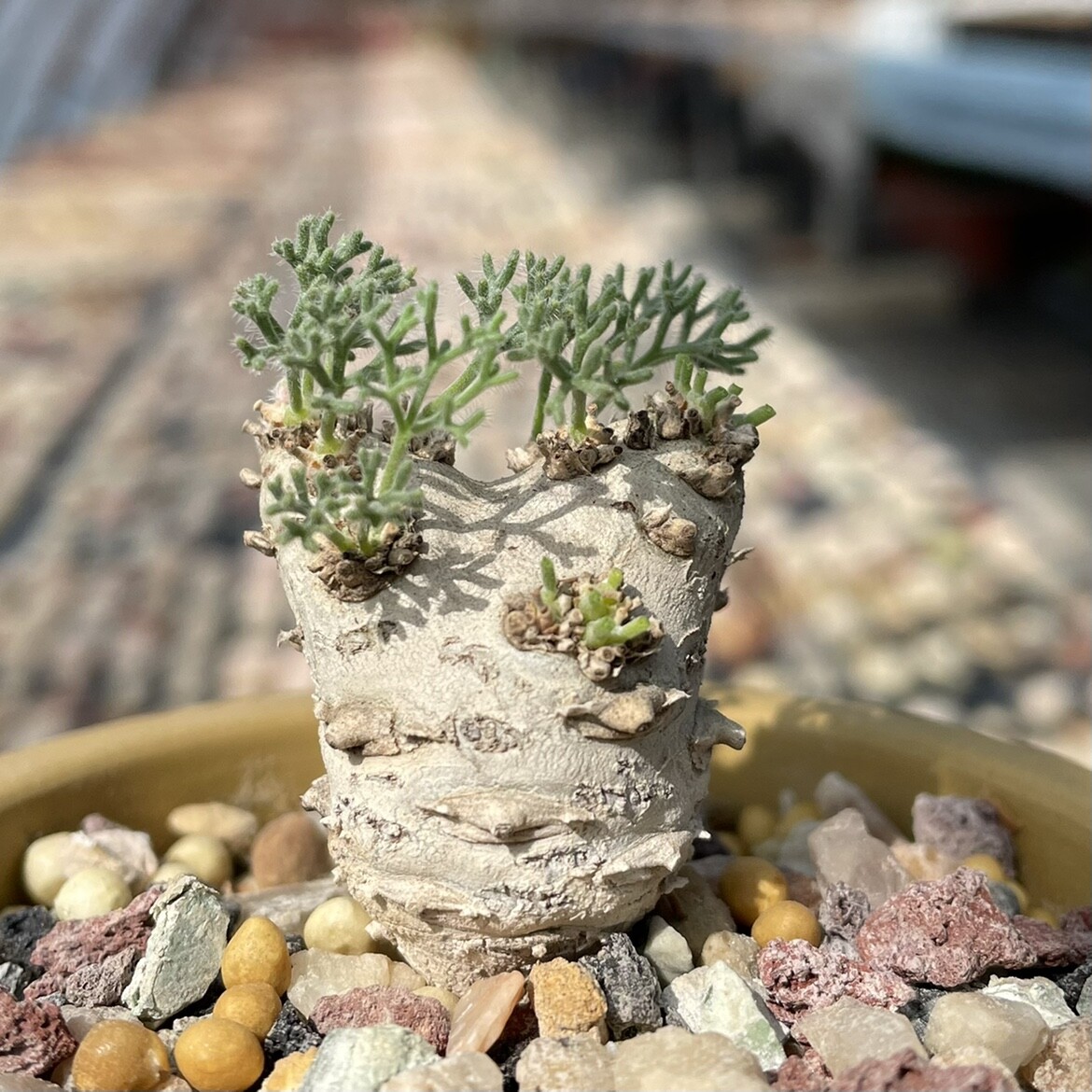 1.5CM 1PCS Seedling Cactus Live Plants Monsonia Peniculina Beautiful Root Tuber Succulent Plants