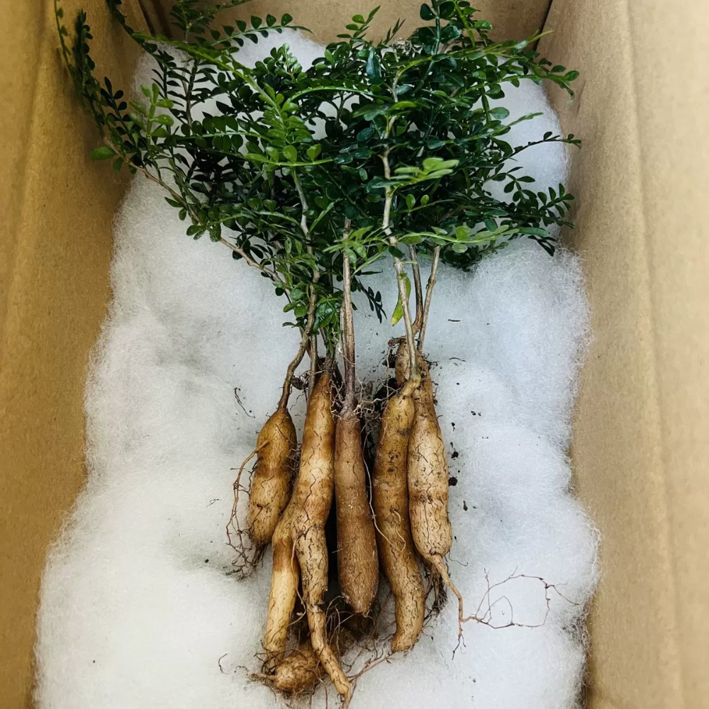 2cm 1PCS Seedling Cactus Live Plants Operculicarya pachypus Beautiful Rare Garden Tuber succulent plant