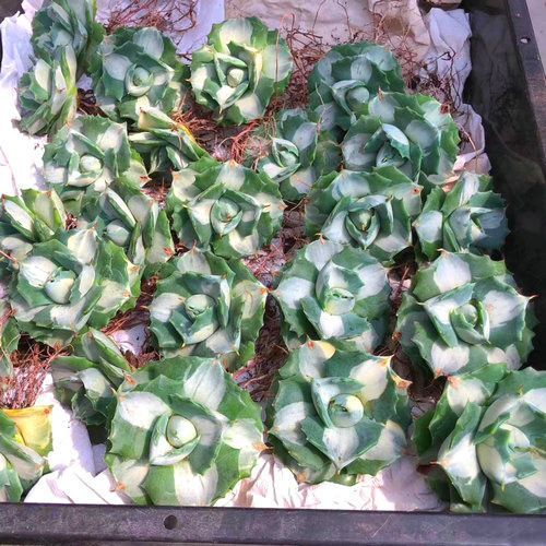 5-6cm 1PCS Seedling Cactus Live Plants Agave Isthmensis Mediopicta Alba Beautiful Rare succulent plant