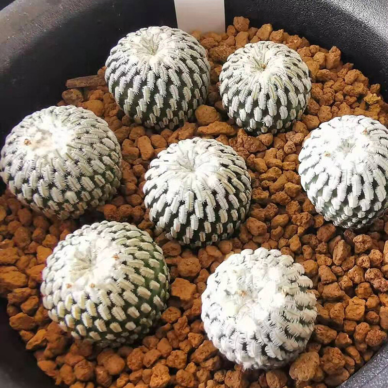 2-3cm Seedling Cactus Live Plants Turbinicarpus pseudopectinatus Beautiful succulent plants