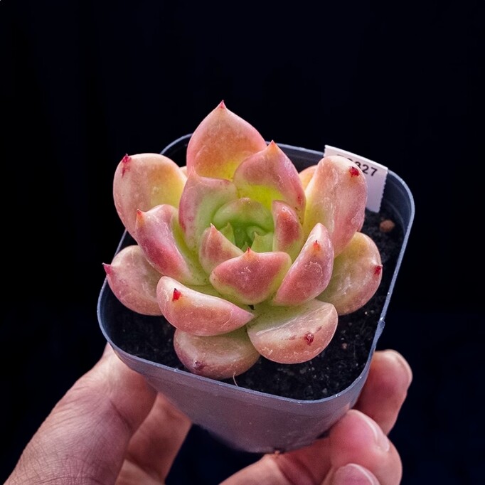 4cm Seedling Succulent Live Plants Echeveria 'Honey pink' Garden Succulent Rare Succulent