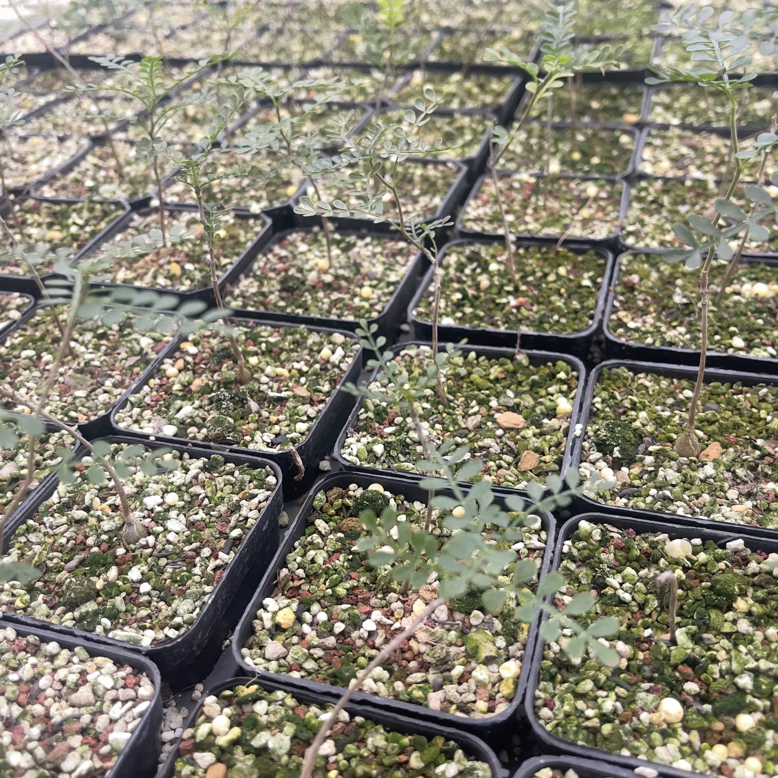 2cm 1PCS Seedling Cactus Live Plants Operculicarya pachypus Beautiful Rare Garden Tuber succulent plant