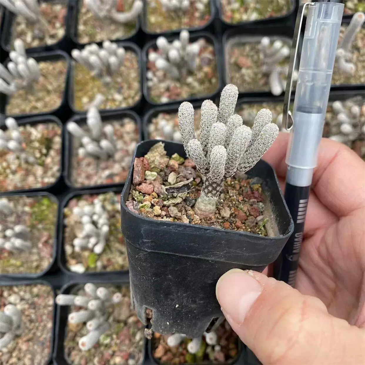 1PCS 5-6cm Multiple Heads Cactus Live Plants Turbinicarpus minimus Garden Beautiful Succulent Plants