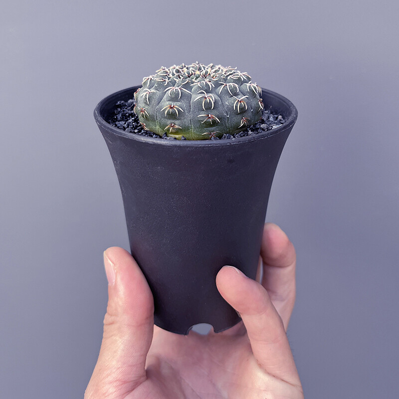 3-4cm Seedling Cactus Live Plants Gymnocalycium quehlianum Beautiful Cactus Garden succulent plants